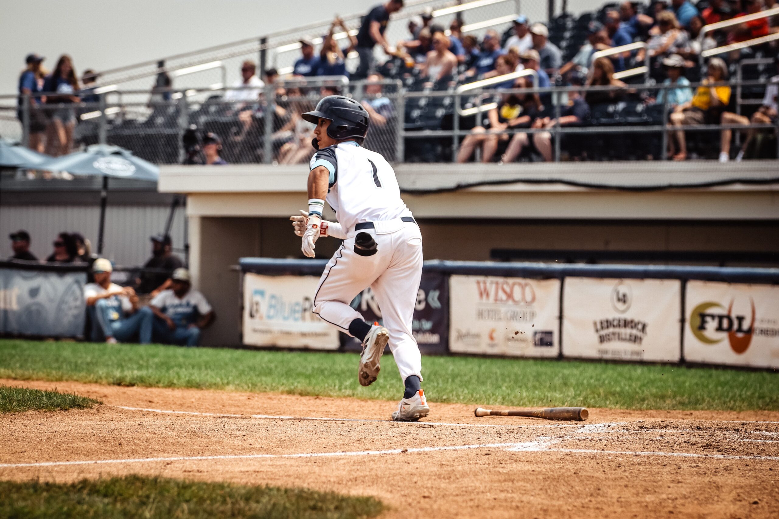 Dock Spiders Fall to the Mallards